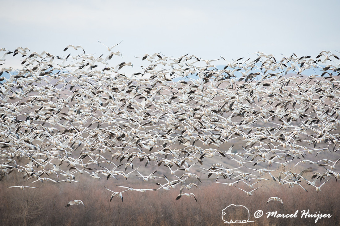 Snow goose (Anser caerulescens), Bosque del Apache National Wild