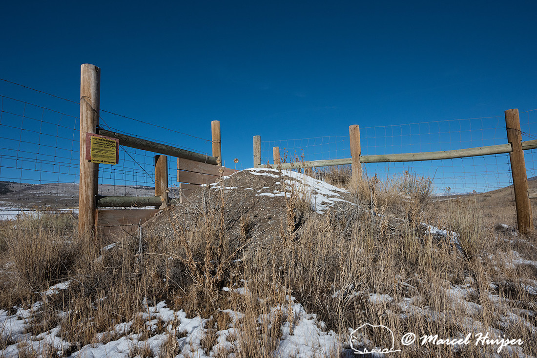 Wildlife jump-out, Utah, USA