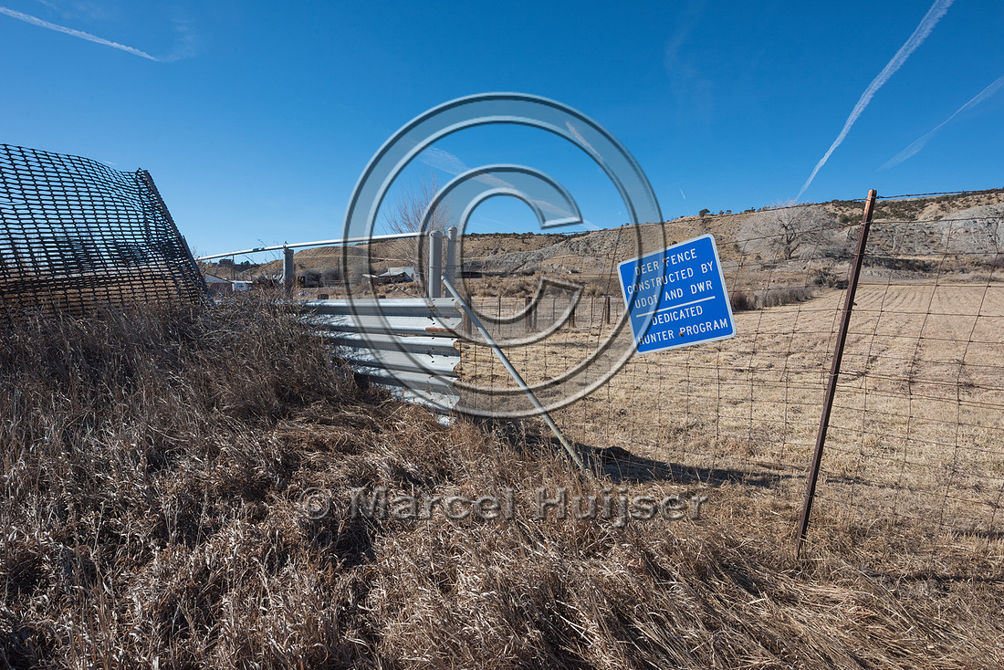 Wildlife jump-out, Utah, USA