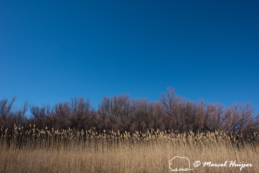 Reed and trees, Bernardo Wildlife Area, New Mexico, USA