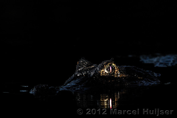 Yacare caiman (Caiman yacare), Rio Claro River, Pantanal, Mato Grosso, Brazil