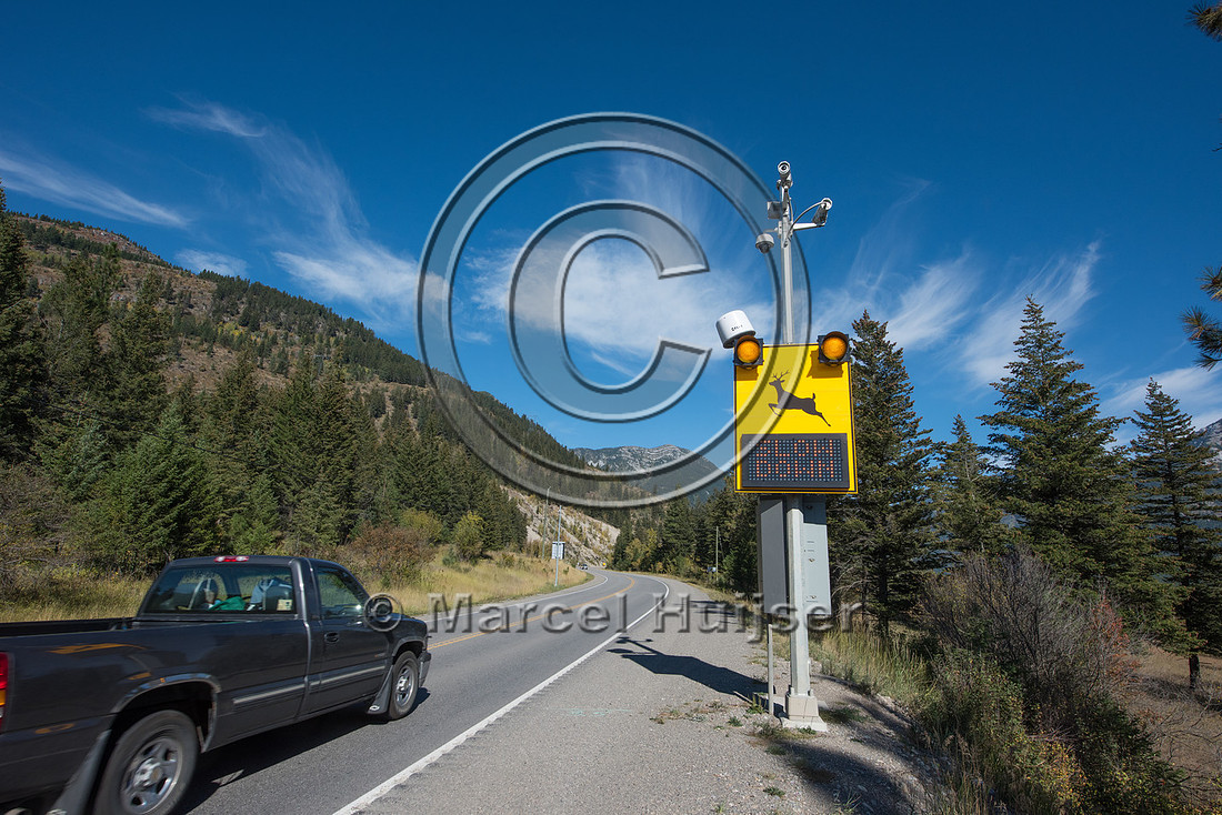 Warning sign animal detection system, near Elko, British Columbi