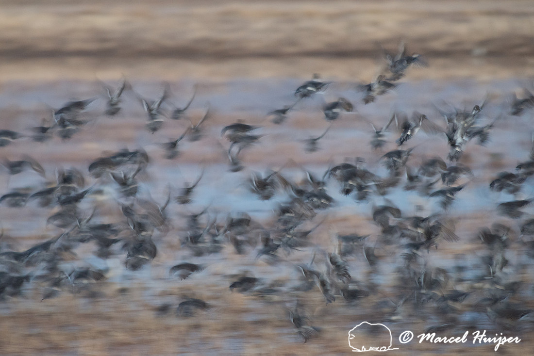 Northern pintail (Anas acuta) at dawn, Bosque del Apache Nationa
