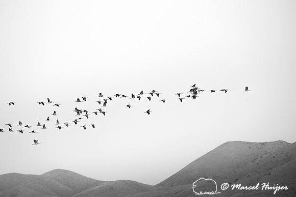 Sandhill cranes (Grus canadensis) at dawn, Bosque del Apache Nat