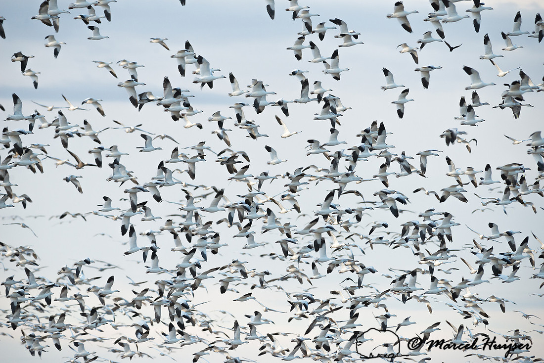 Snow goose (Anser caerulescens), Bosque del Apache National Wild