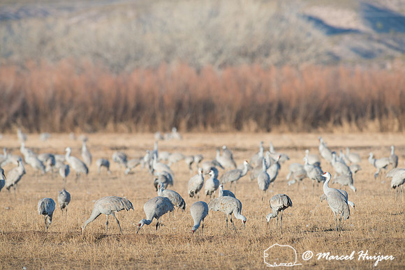 Sandhill cranes (Grus canadensis) at dusk, Bosque del Apache Nat