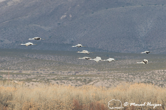 Sandhill cranes (Grus canadensis) at dusk, Bosque del Apache Nat