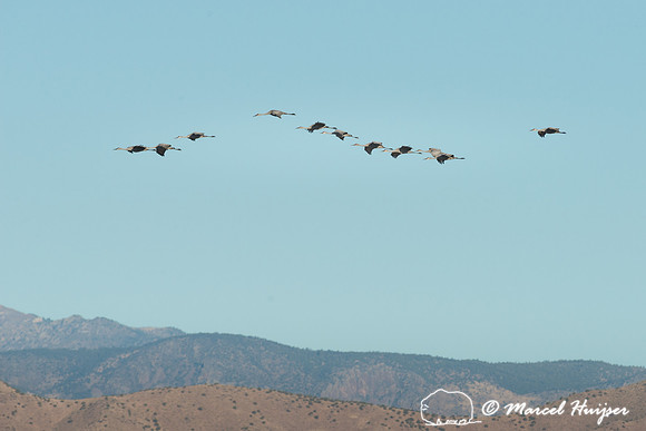 Sandhill cranes (Grus canadensis) at dusk, Bosque del Apache Nat