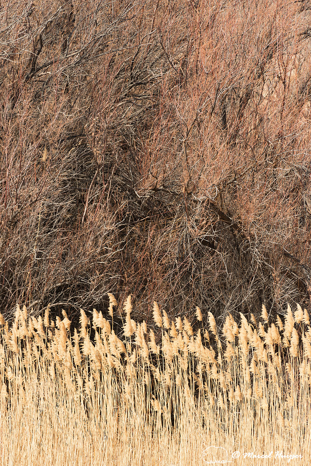 Reed and trees, Bernardo Wildlife Area, New Mexico, USA