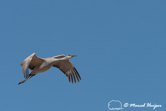 Sandhill cranes (Grus canadensis), Bernardo Wildlife Area, New M