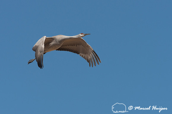 Sandhill cranes (Grus canadensis), Bernardo Wildlife Area, New M