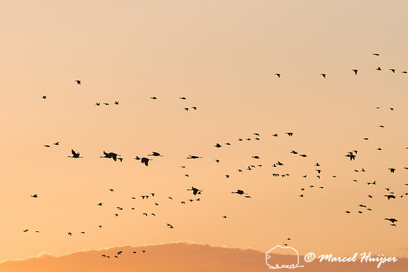 Sandhill cranes (Grus canadensis) at dusk, Bosque del Apache Nat