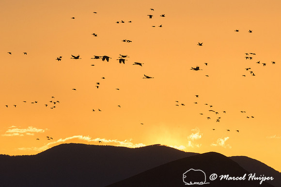 Sandhill cranes (Grus canadensis) at dusk, Bosque del Apache Nat