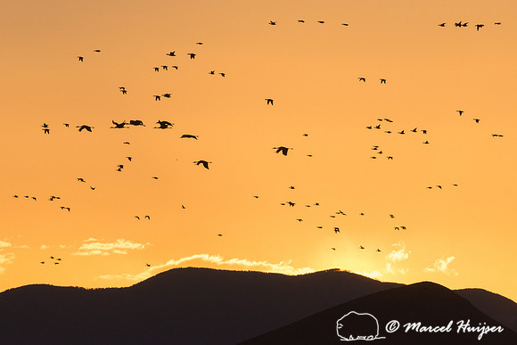 Sandhill cranes (Grus canadensis) at dusk, Bosque del Apache Nat