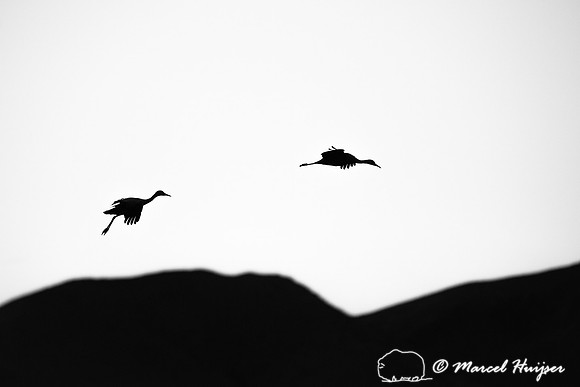 Sandhill cranes (Grus canadensis) at dusk, Bosque del Apache Nat