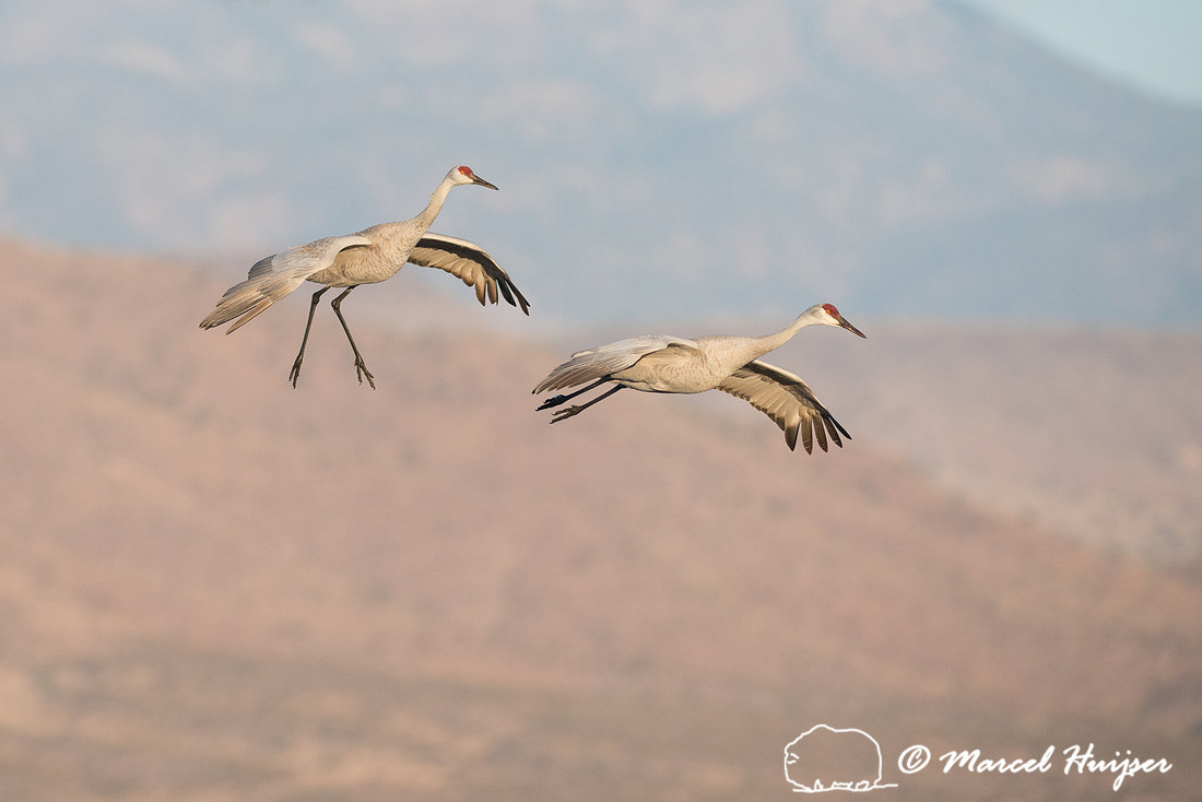 Sandhill cranes (Grus canadensis) at dawn, Bosque del Apache Nat