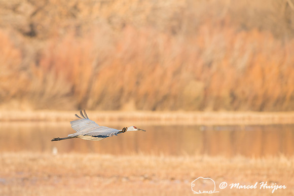 Sandhill cranes (Grus canadensis) at dawn, Bosque del Apache Nat