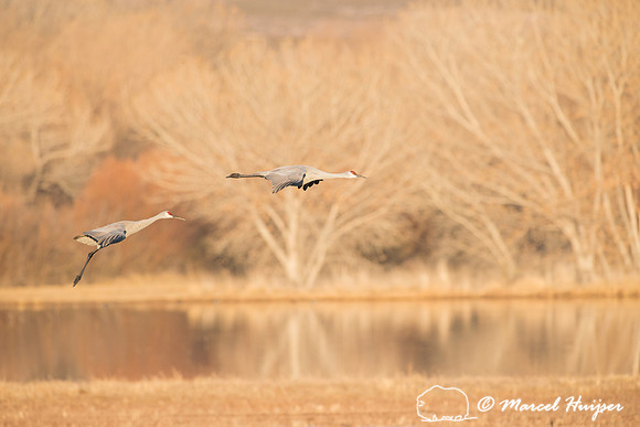 Sandhill cranes (Grus canadensis) at dawn, Bosque del Apache Nat