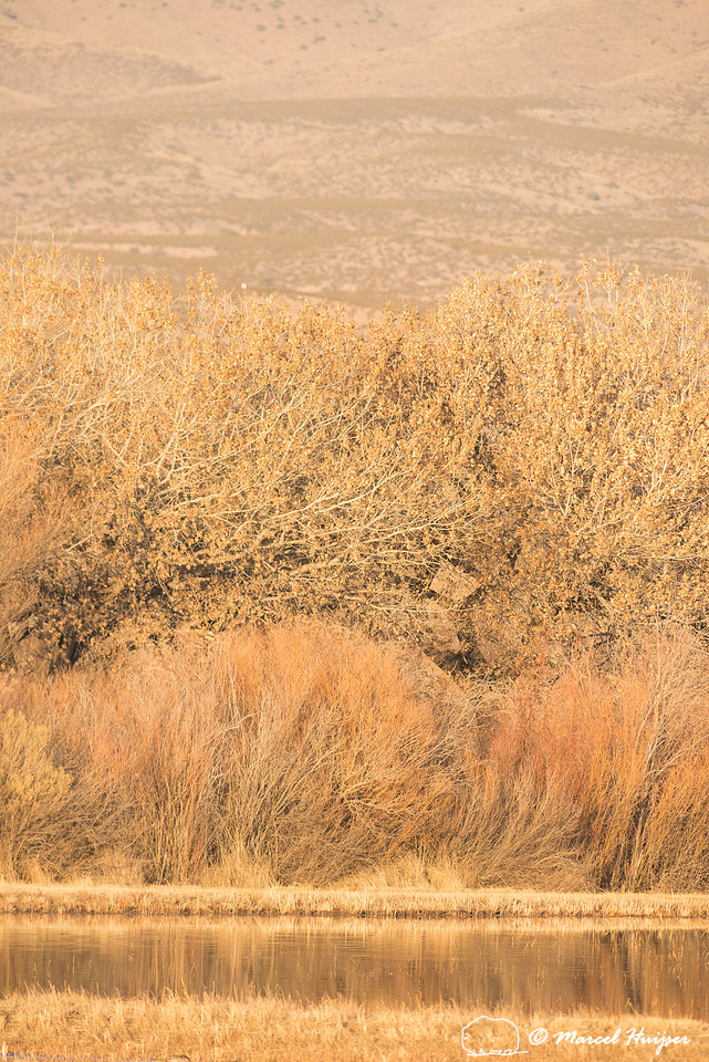 Morning light, Bosque del Apache National Wildlife Refuge, New M