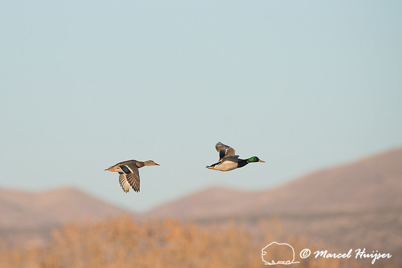 Mallards (Anas platyrhynchos) at dawn, Bosque del Apache Nationa