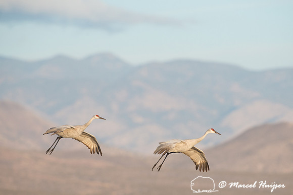 Sandhill cranes (Grus canadensis) at dawn, Bosque del Apache Nat