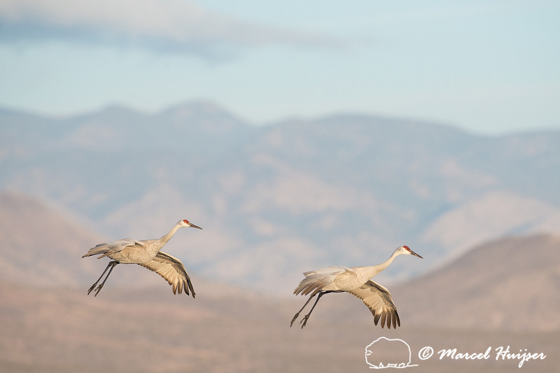 Sandhill cranes (Grus canadensis) at dawn, Bosque del Apache Nat