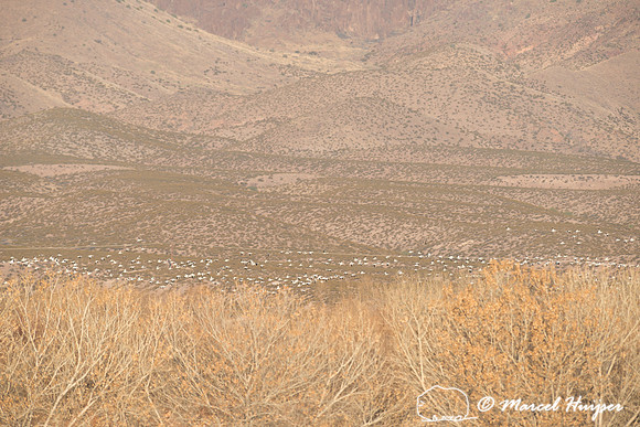 Snow goose (Anser caerulescens), Bosque del Apache National Wild