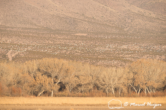 Snow goose (Anser caerulescens), Bosque del Apache National Wild