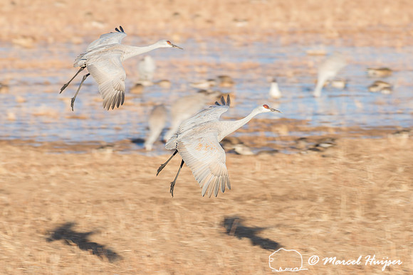 Sandhill cranes (Grus canadensis) at dawn, Bosque del Apache Nat