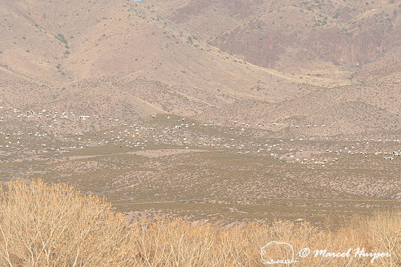 Snow goose (Anser caerulescens), Bosque del Apache National Wild