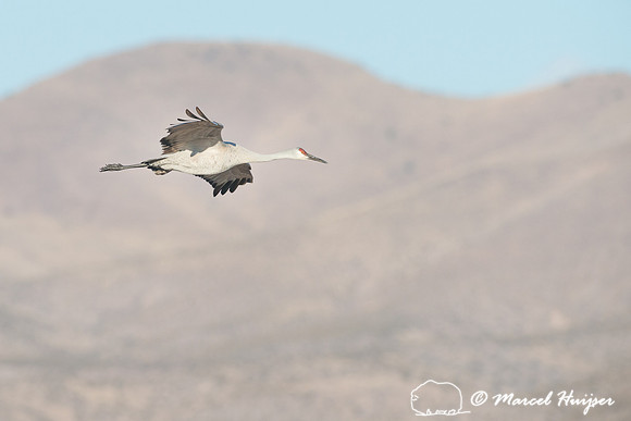 Sandhill cranes (Grus canadensis) at dawn, Bosque del Apache Nat