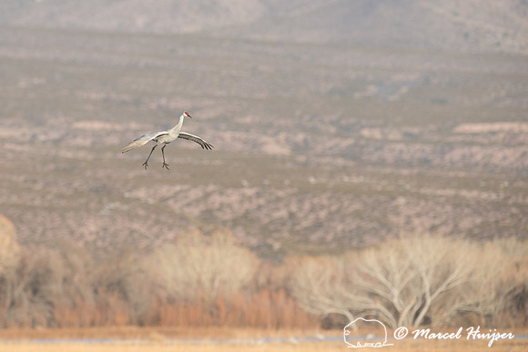 Sandhill cranes (Grus canadensis) at dawn, Bosque del Apache Nat