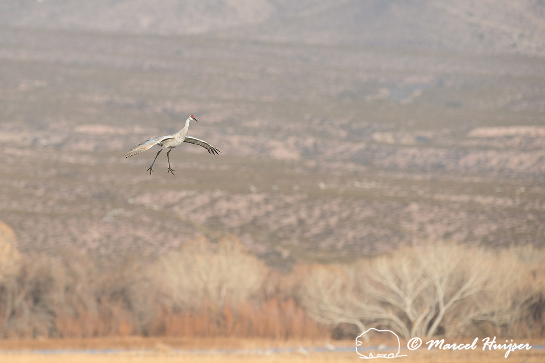 Sandhill cranes (Grus canadensis) at dawn, Bosque del Apache Nat