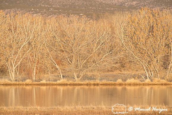 Morning light, Bosque del Apache National Wildlife Refuge, New M