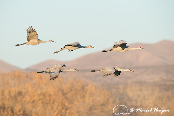 Sandhill cranes (Grus canadensis) at dawn, Bosque del Apache Nat