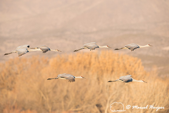 Sandhill cranes (Grus canadensis) at dawn, Bosque del Apache Nat