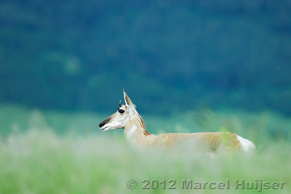 Pronghorn (Antilocapra americana) doe, Montana, USA