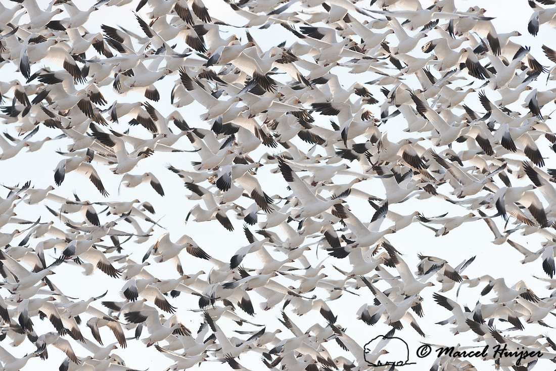 Snow geese (Chen caerulescens) migration, Montana, USA