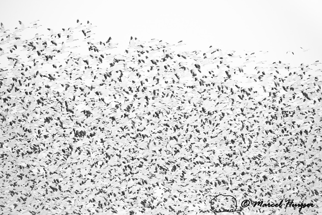 Snow geese (Chen caerulescens) migration, Montana, USA