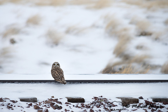 Short-eared owl (Asio flammeus), Montana, USA