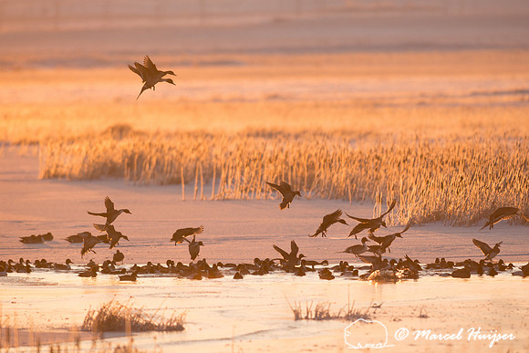 Northern pintail (Anas acuta) migration, Montana, USA