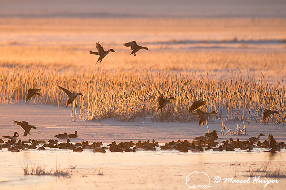 Northern pintail (Anas acuta) migration, Montana, USA