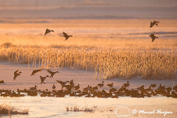 Northern pintail (Anas acuta) migration, Montana, USA