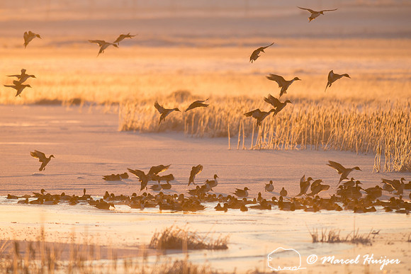 Northern pintail (Anas acuta) migration, Montana, USA