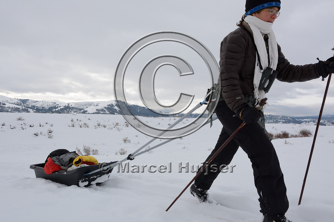 Bethanie Walder pulls cargo sled on cross country skis, Wyoming, USA