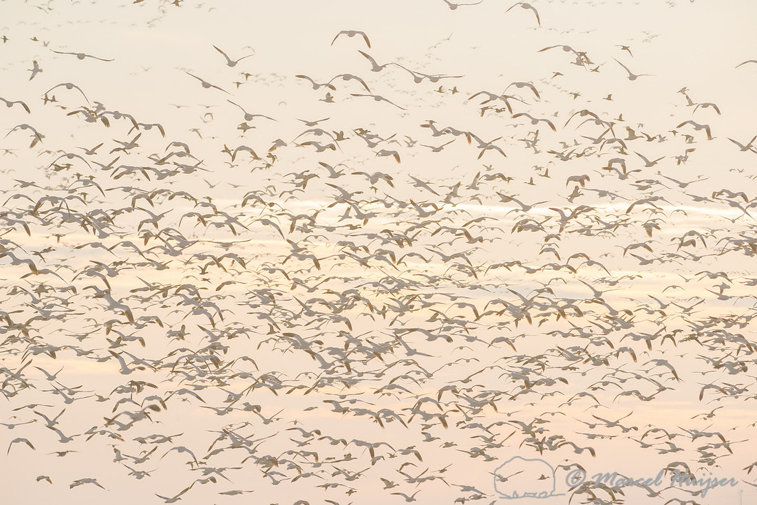 Snow geese (Chen caerulescens) migration, Montana, USA
