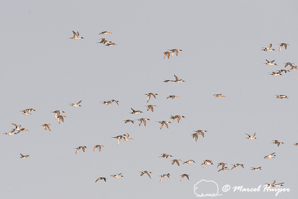Northern pintail (Anas acuta) migration, Montana, USA