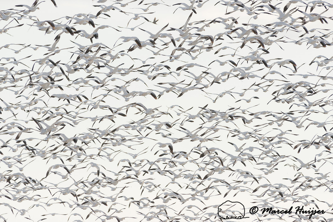 Snow geese (Chen caerulescens) migration, Montana, USA