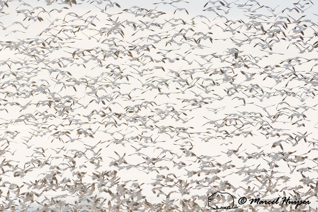 Snow geese (Chen caerulescens) migration, Montana, USA