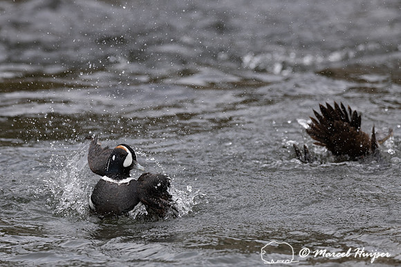 Male and female harlequin duck (Histrionicus histrionicus), Wyom
